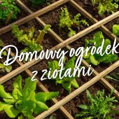 Domowy ogródek z ziołami. Zobacz, jak go stworzyć!