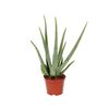 Aloes 50-55 cm