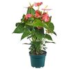 Anturium MIX Royal Collection 55-65 cm
