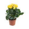 Begonia zimowa żółta 25 cm