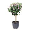 Fuksja (forma pienna) MIX 40 - 50 cm