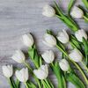 Serwetki White tulips 33 x 33 cm 20 szt.