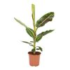 Musa Dwarf Cavandish 90 cm