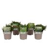 Hebe MIX 15 - 30 cm