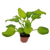 Funkia MIX 20 - 25 cm
