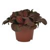 Fitonia MIX 15 cm