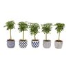 Szeflera DELFT BLUE 40 - 45 cm