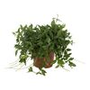 Peperomia 30 cm