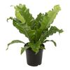 Asplenium (Zanokcica) MIX 60 cm