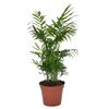 Chamedora 65 cm