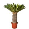 Sagowiec Cycas Revoluta 150 cm