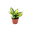 Sansewieria gwinejska 'Hahnii' MIX 10 cm