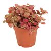 Fittonia PINK SPECIAL 20 cm