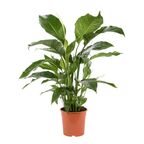 Skrzydłokwiat Spathiphyllum Sweet Lauretta 140cm