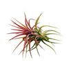 Tillandsia RED 6 cm