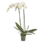 Storczyk Falenopsis biały 70cm 2 pędy