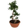 Bonsai Ficus Spiral 85 - 90 cm