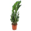 Zamiokulkas zamiolistny 85 cm