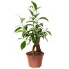 Bonsai Ficus Ginseng 30 cm