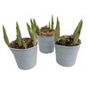 Orchidea ogrodowa MIX 5 - 15 cm