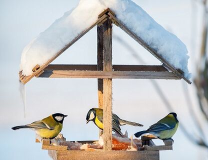 Dokarmianie ptaków zimą – jak to robić prawidłowo?