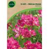Cebulki kwiatów ROSE Frezja pełna 10szt. GEOLIA