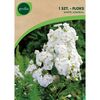Cebulki kwiatów WHITE ADMIRAL Floks wiechowaty 1szt. GEOLIA