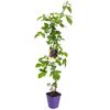 Jeżyna bezkolcowa MIX 90 cm