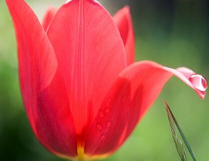 Tulipany – kiedy sadzimy i jak o nie zadbać?