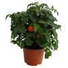 Pomidor koktajlowy karłowy 25 cm