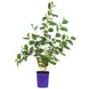 Aronia MIX 60 cm