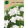 Frezja pełna WHITE 10 szt. GEOLIA