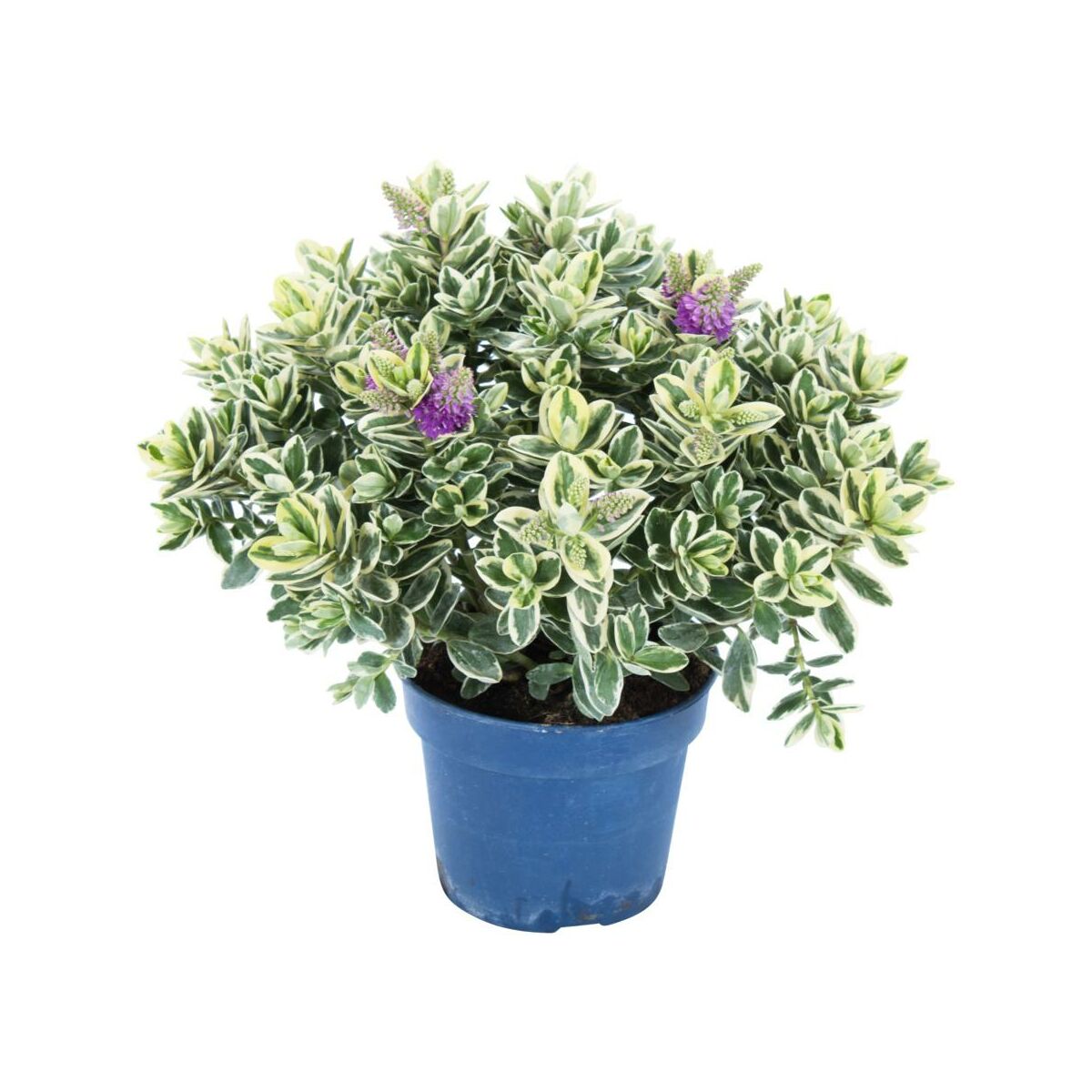 Hebe Andersona Variegata 40 cm - Leroy Merlin