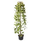 Wierzba iwa 120 cm