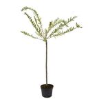 Wierzba całolistna 'Hakuro Nishiki' (forma pienna) 120 cm