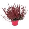 Wrzos pospolity malowany MIX 20 - 25 cm