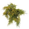 Jałowiec Pfitzera (pośredni) 'King of Spring' 60 cm