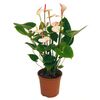 Anturium Andreego 'Amalia Elegance' 60 cm