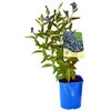 Powojnik bylinowy MIX 65 cm