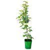 Akebia MIX 90 cm
