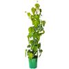 Sadzonka roślin pnących MIX Bluszcz kolchidzki 90 cm