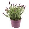 Lawenda francuska 25 - 35 cm