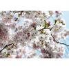 Fotografia ścienna SPRING 254 x 368 cm KOMAR