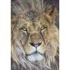 Fototapeta Lion 127 x 184 cm