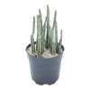 Senecio 15 cm