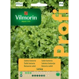 Sałata gruntowa Betavia Lirice nasiona Vilmorin