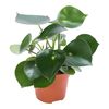 Peperomia 'Raindrop' 20 cm
