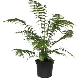 Diksonia Antarktyczna pień 130-140 cm