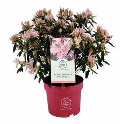 Azalia japońska Pink Spider 25 cm
