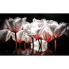 Fototapeta BIAŁE TULIPANY 208 x 146 cm